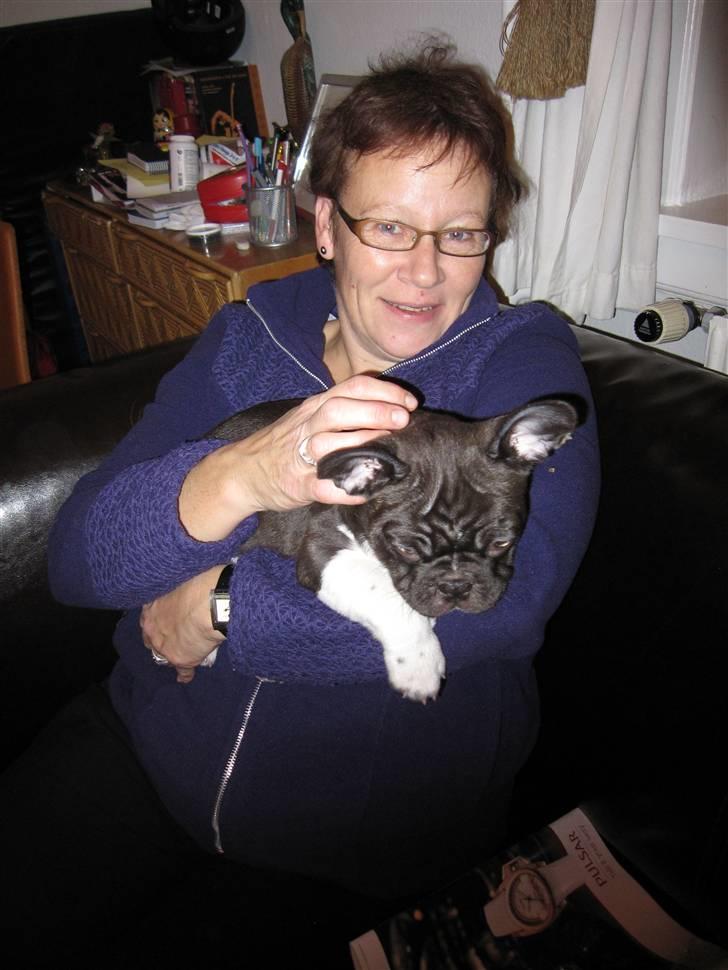 Fransk bulldog harley med blå øjne - harley med sin farmor billede 13