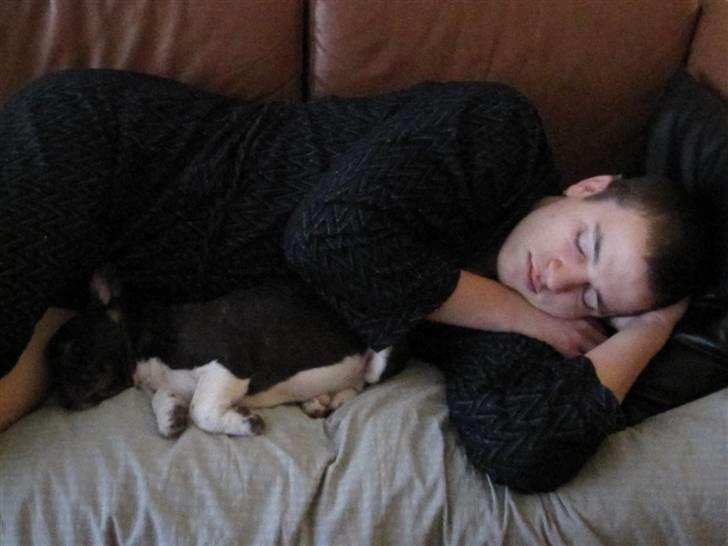 Fransk bulldog harley med blå øjne - ja hvis harley vil sove på sofaen så sover far da også bare der.. billede 14