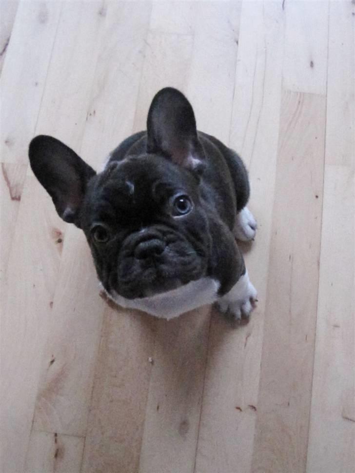 Fransk bulldog harley med blå øjne - så nutted billede 17