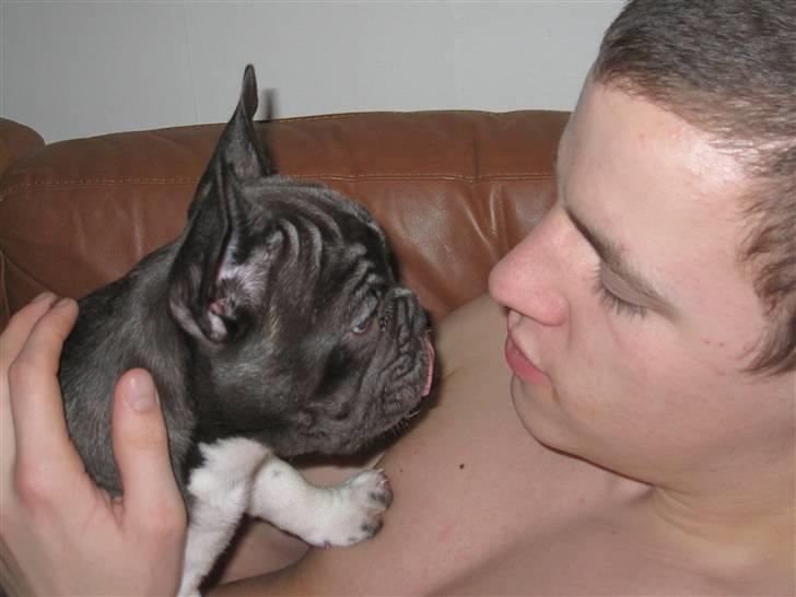 Fransk bulldog harley med blå øjne - når en sød lille tunge billede 18