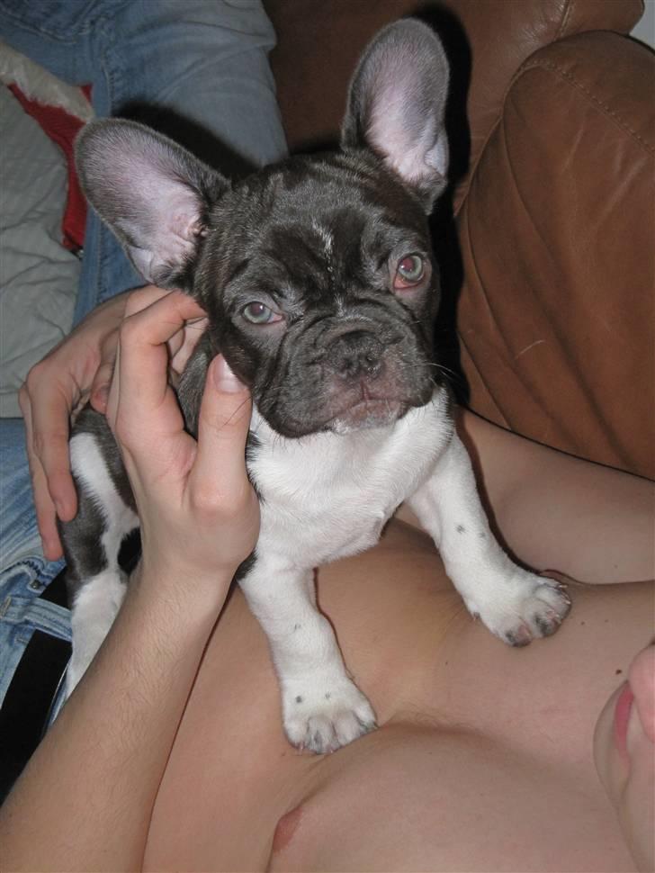 Fransk bulldog harley med blå øjne billede 19