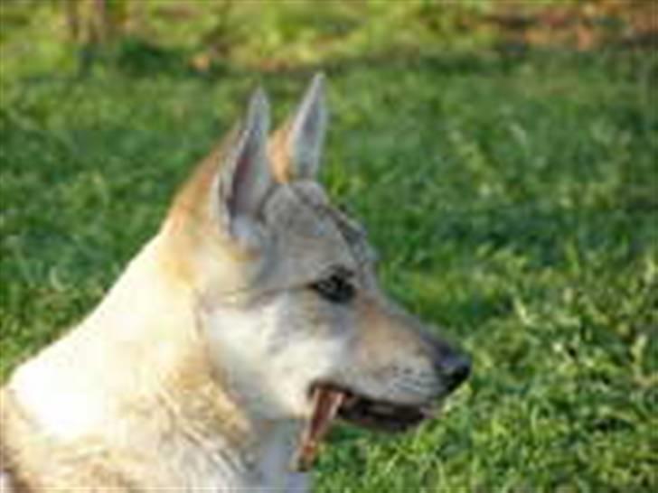 Tjekkoslovakisk ulvehund <3Fanthagiro Crying Wolf  - Fantha i Tjekkiet, 4 mdr. gammel billede 2