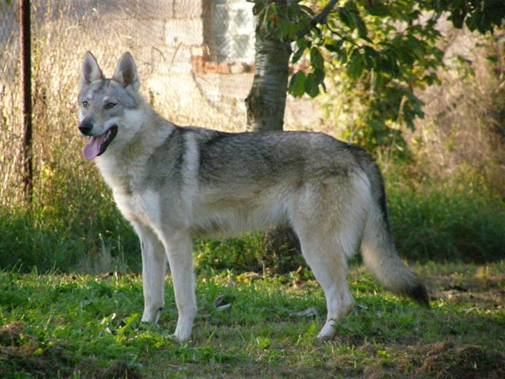 Tjekkoslovakisk ulvehund <3Fanthagiro Crying Wolf  - Jeg laver ikke noget i haven!! ;o) billede 7