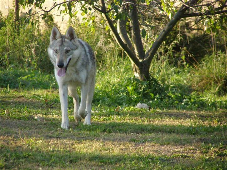 Tjekkoslovakisk ulvehund <3Fanthagiro Crying Wolf  - En snigende "ulv" væk fra gerningsstedet billede 8