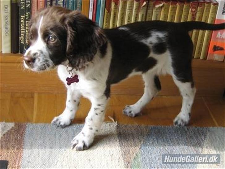 Engelsk springer spaniel Zenta R.I.P. - 14 uger gammel... billede 1