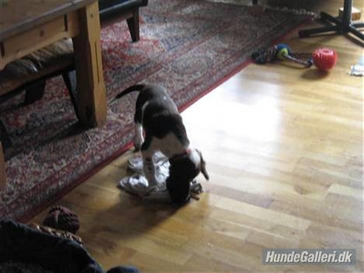 Engelsk springer spaniel Zenta R.I.P. - så skal der leges billede 2