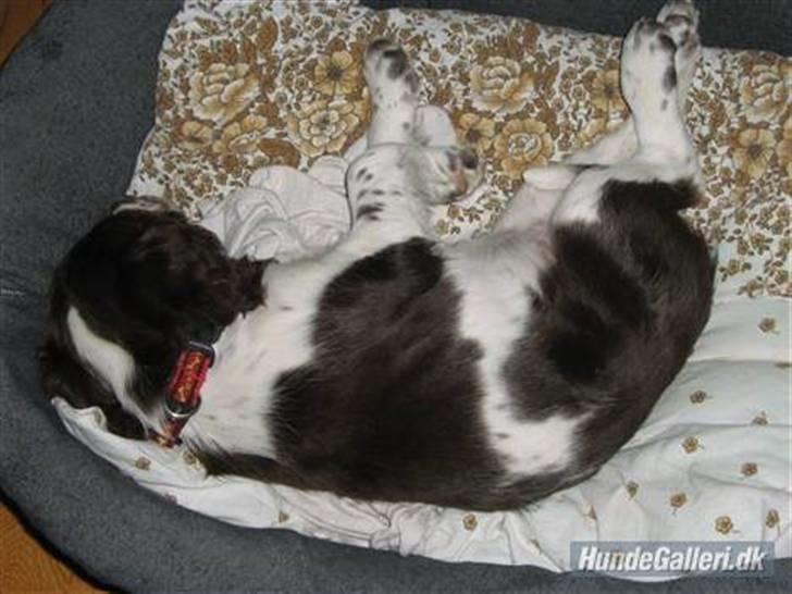 Engelsk springer spaniel Zenta R.I.P. - zzzzzzzz billede 3