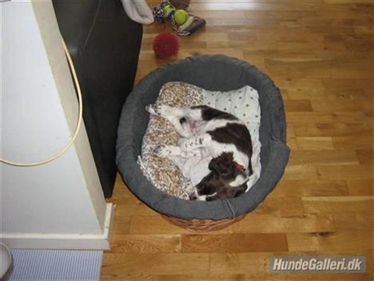 Engelsk springer spaniel Zenta R.I.P. - og mere zzzzzzzzzzzzzzzzzzzz billede 4