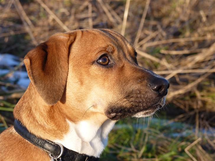 Dansk svensk gaardhund Hugo Boss billede 7