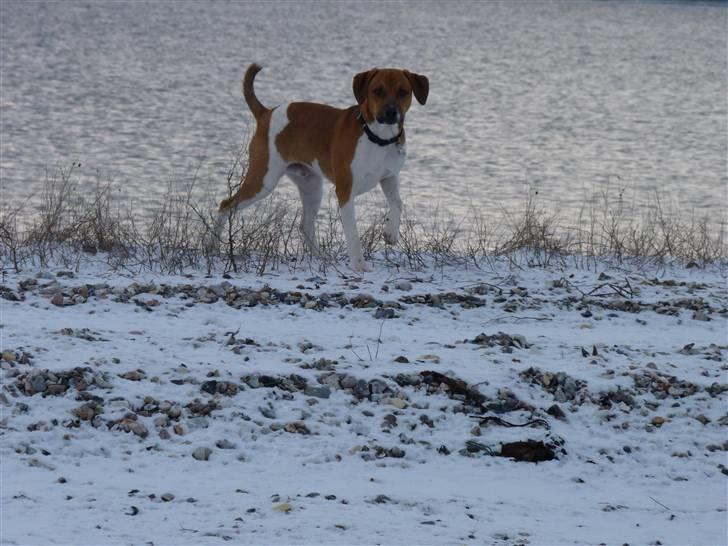 Dansk svensk gaardhund Hugo Boss billede 16