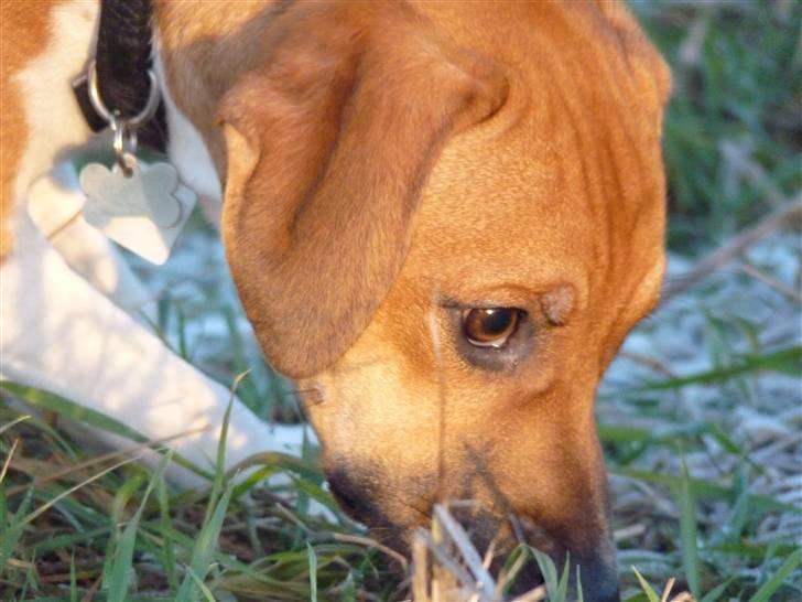 Dansk svensk gaardhund Hugo Boss - Sheja:"Kom nu og leg Boss" - Boss: "Jeg kommer lige så snart, jeg er færdig med at hvile Sheja" :) billede 18