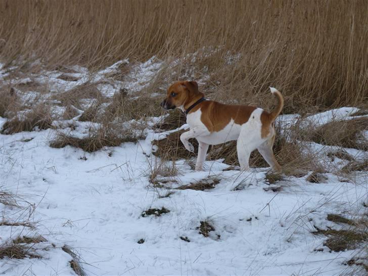 Dansk svensk gaardhund Hugo Boss billede 20