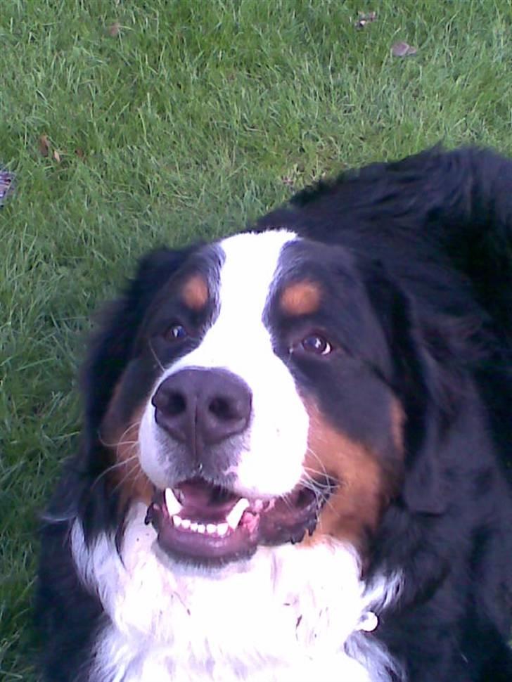 Berner sennenhund Sylvester *Himmelhund* - Sylvester billede 1