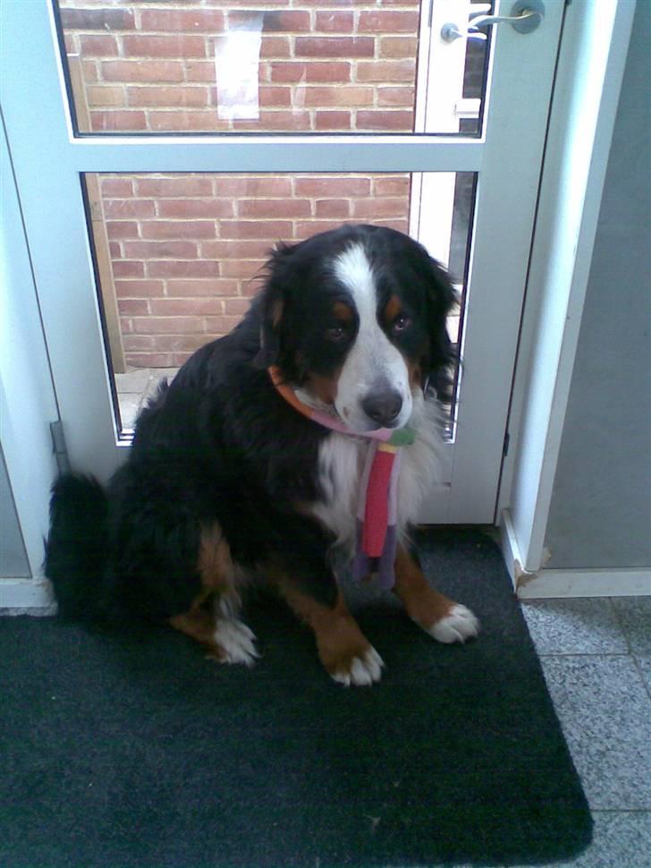 Berner sennenhund Sylvester *Himmelhund* - Sylvester billede 2