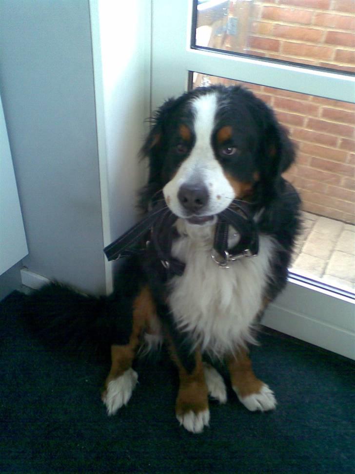 Berner sennenhund Sylvester *Himmelhund* - Endnu et trick: Hold snoren billede 3