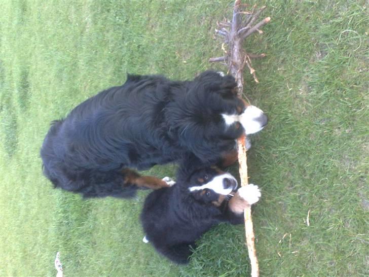 Berner sennenhund Sylvester *Himmelhund* - Sylvester (Den store) & Carlo <3 billede 4