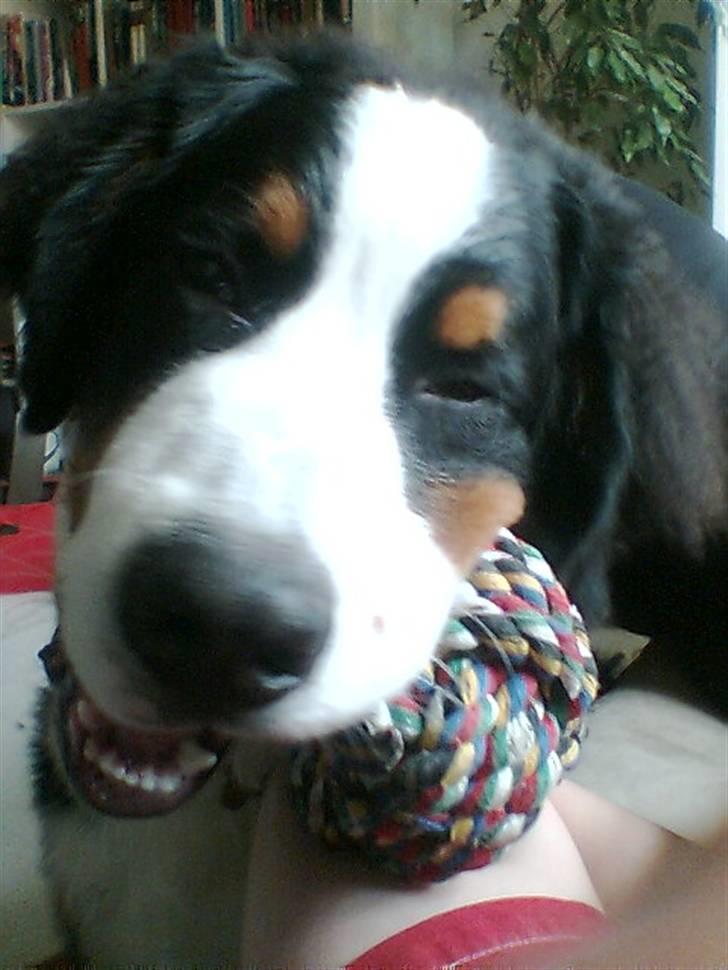 Berner sennenhund Sylvester *Himmelhund* billede 5