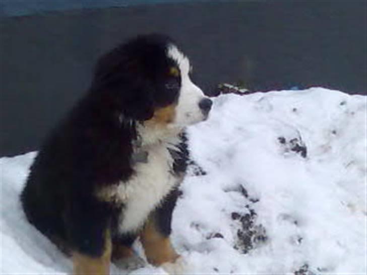 Berner sennenhund Sylvester *Himmelhund* - Sylvester Hvalp billede 6