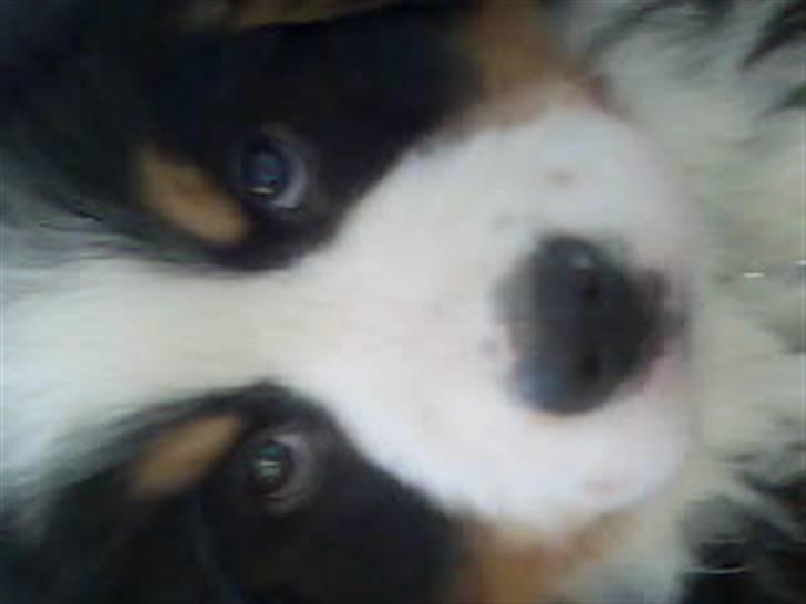 Berner sennenhund Sylvester *Himmelhund* billede 7