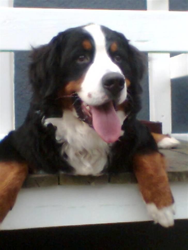 Berner sennenhund Sylvester *Himmelhund* billede 8