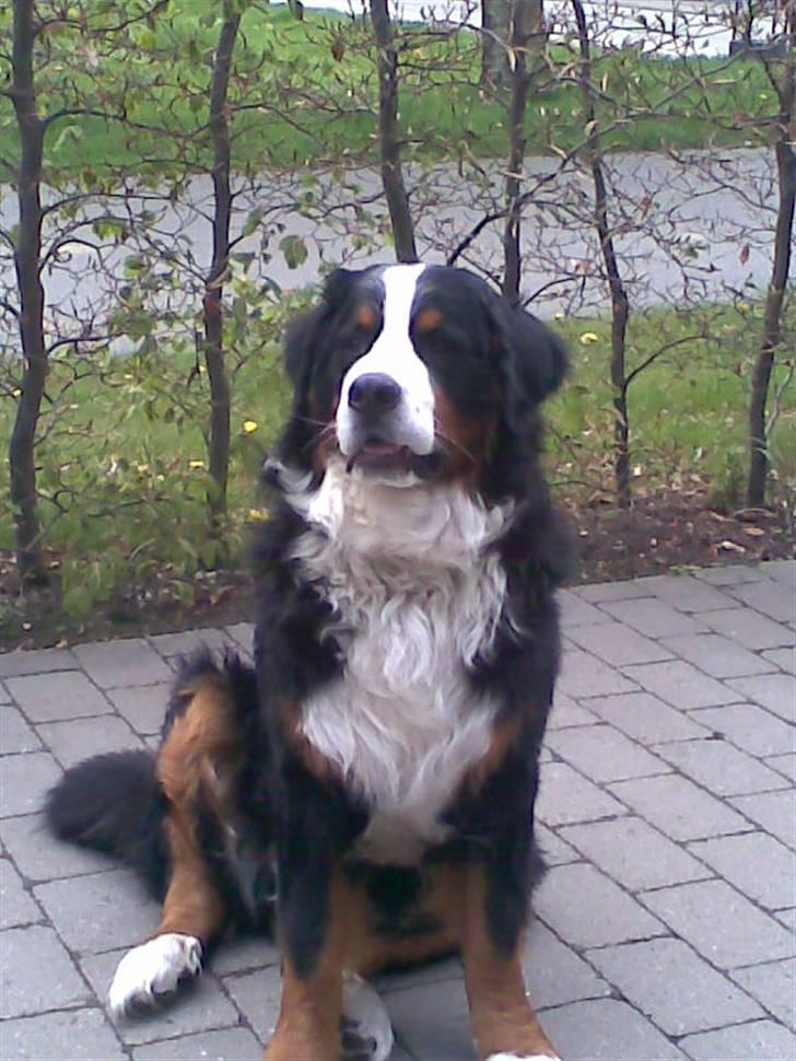 Berner sennenhund Sylvester *Himmelhund* - ELVIIS!  billede 9