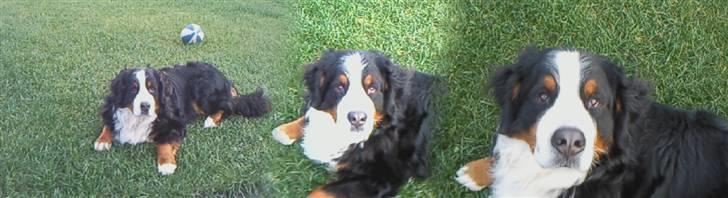 Berner sennenhund Sylvester *Himmelhund* - Panorama billede. billede 10