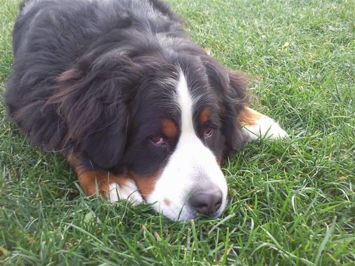 Berner sennenhund Sylvester *Himmelhund* - Smukke Sylle<3 billede 11