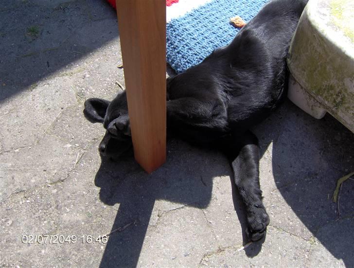 Labrador retriever cherri - hejsa her er jeg næsten kommet hjem til mit nye hjem billede 13