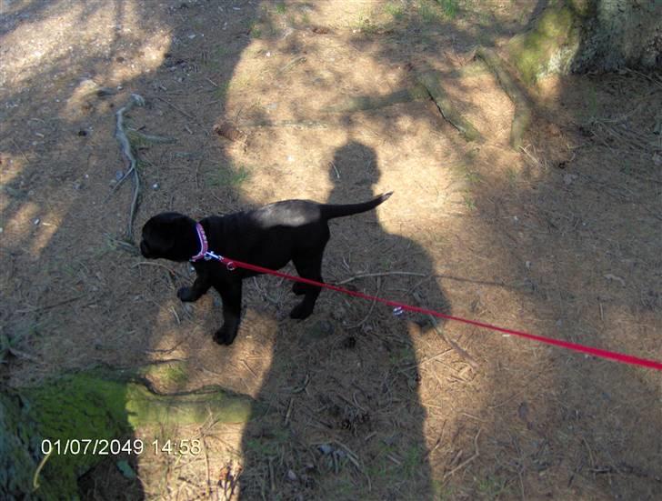 Labrador retriever cherri - her er jeg på vej til mit nye hjem 9 uger gammel billede 14