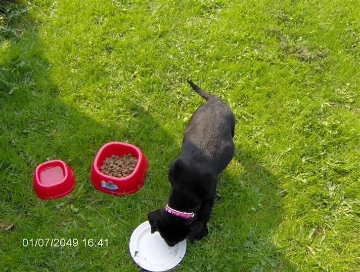 Labrador retriever cherri - uhm blev sulten efter en lang køre tur billede 15
