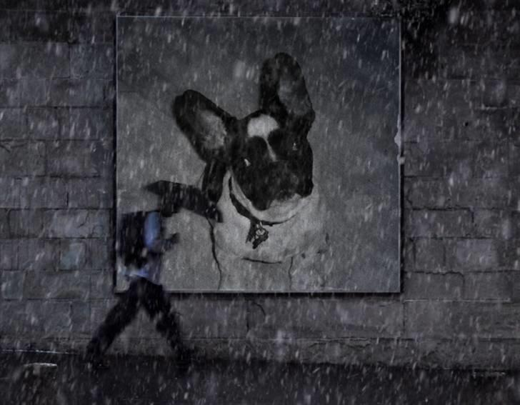 Fransk bulldog Herbie billede 11