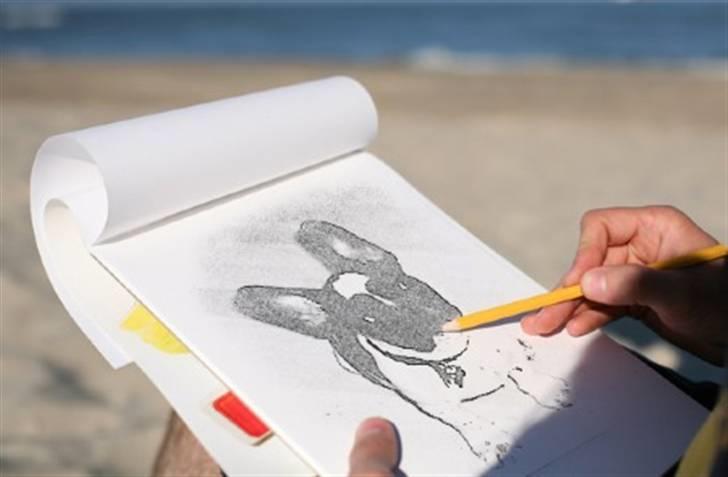 Fransk bulldog Herbie billede 12