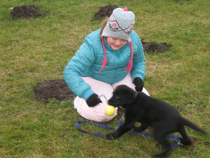 Labrador retriever Luka (ILOVEYOU)<3 - føste hundetrtænigen`s time :D hehe billede 13