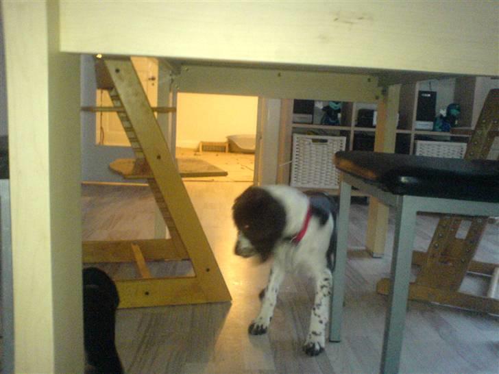 Engelsk springer spaniel Zenta R.I.P. - hov var der noget derinde????? billede 5