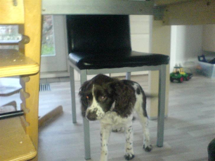 Engelsk springer spaniel Zenta R.I.P. - Zenta undersøger sit nye hjem.................. billede 6