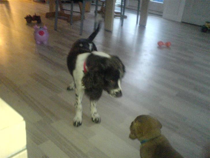 Engelsk springer spaniel Zenta R.I.P. - hvad er han for en lille fyr ham der??????? billede 7