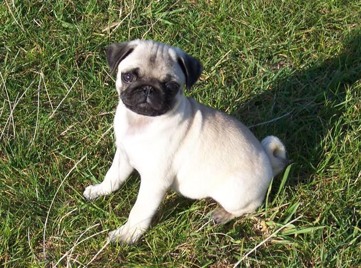 Mops Selma Hansa - Selma nyder naturen, hvor vi bor billede 1