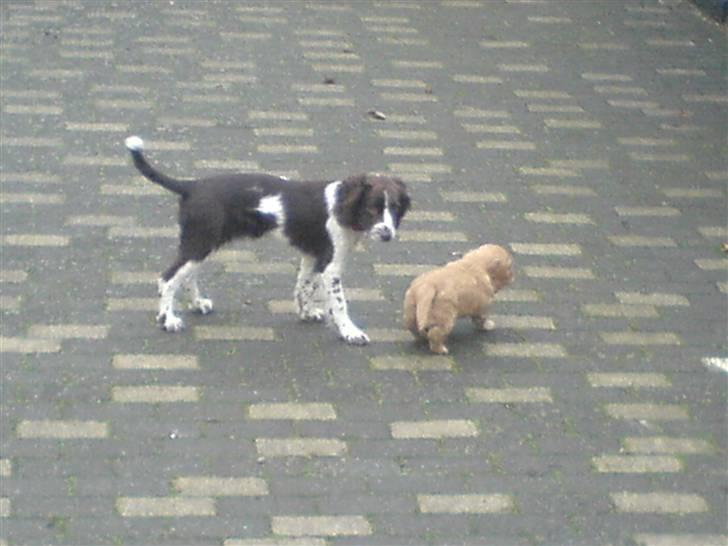 Engelsk springer spaniel Zenta R.I.P. - Zenta leger med Bailey i gårdhaven billede 8