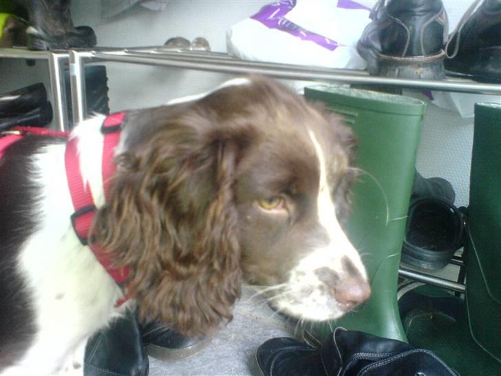 Engelsk springer spaniel Zenta R.I.P. - hun ser da vist lidt træt ud her, det er først på dagen billede 9