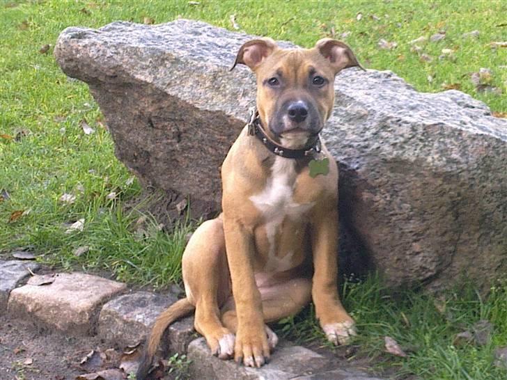 Amerikansk staffordshire terrier Pentagons Dixie Doll - Lidt for lækker billede 1