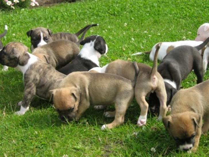 Amerikansk staffordshire terrier Pentagons Dixie Doll - Alle mine søskende billede 2