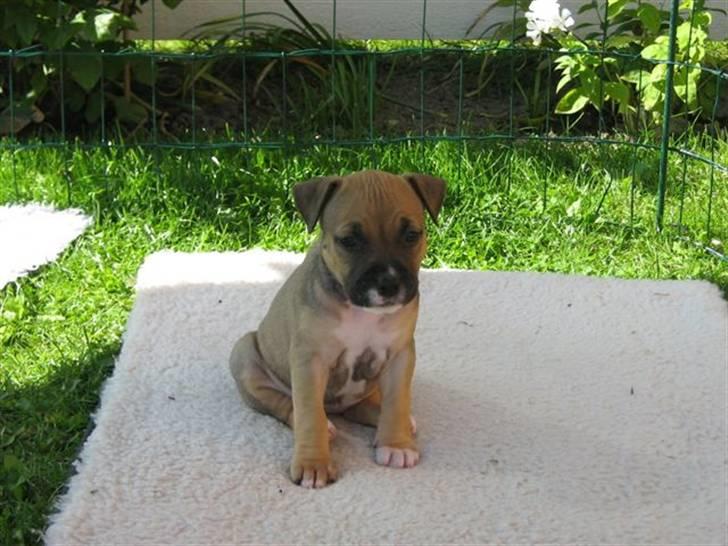 Amerikansk staffordshire terrier Pentagons Dixie Doll - Mig kan man da ikke stå for billede 3