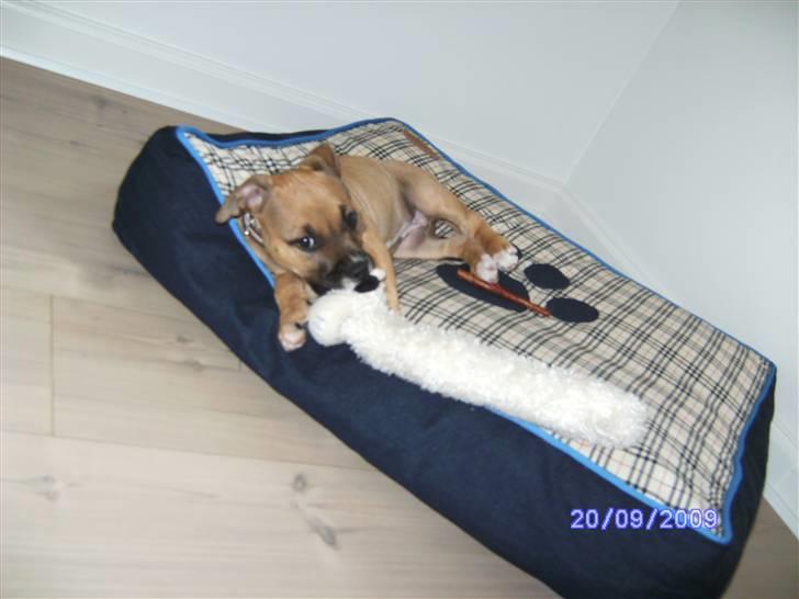 Amerikansk staffordshire terrier Pentagons Dixie Doll - Lige da jeg var flyttet ind hos mine nye ejere billede 4