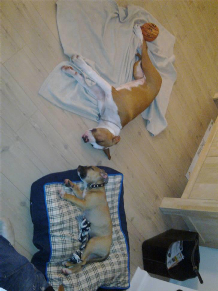 Amerikansk staffordshire terrier Pentagons Dixie Doll - Slapper af efter lidt leg med min veninde Minnie billede 5