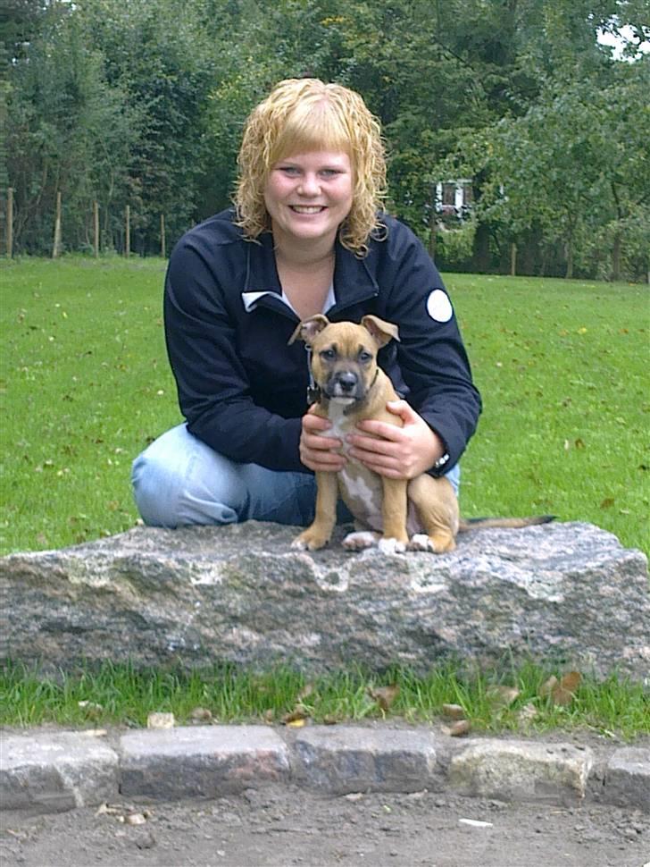 Amerikansk staffordshire terrier Pentagons Dixie Doll - Mig og ¨mor¨ billede 6