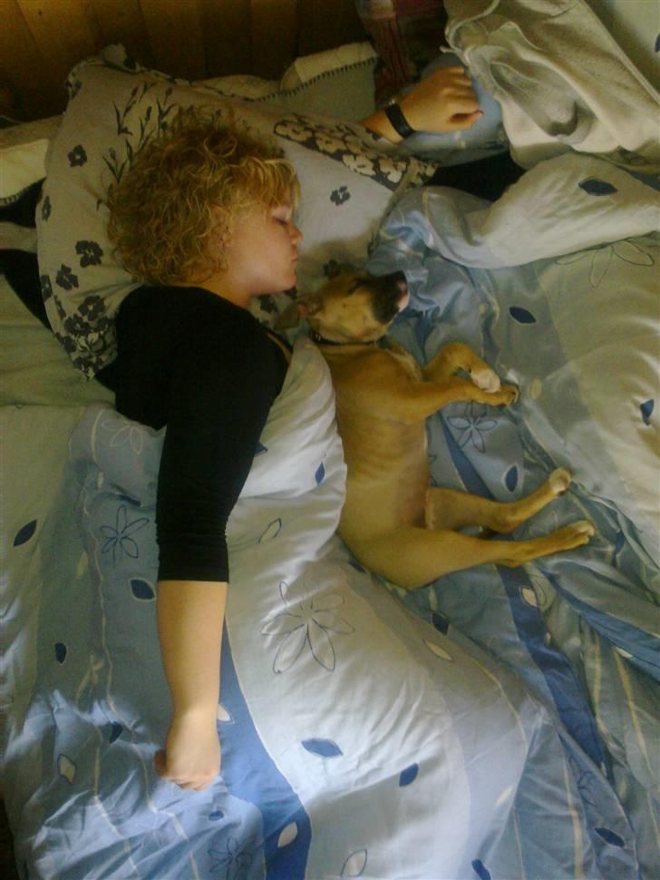 Amerikansk staffordshire terrier Pentagons Dixie Doll - Slapper af med ¨mor¨ billede 7