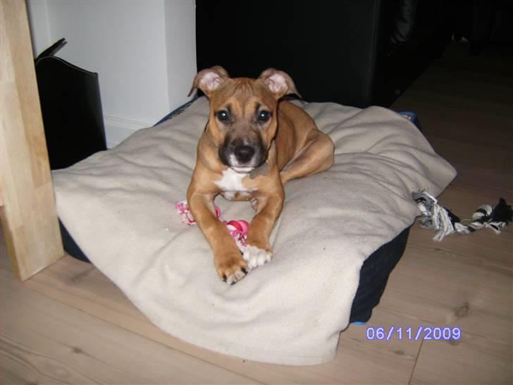 Amerikansk staffordshire terrier Pentagons Dixie Doll - Elsker min pude billede 8