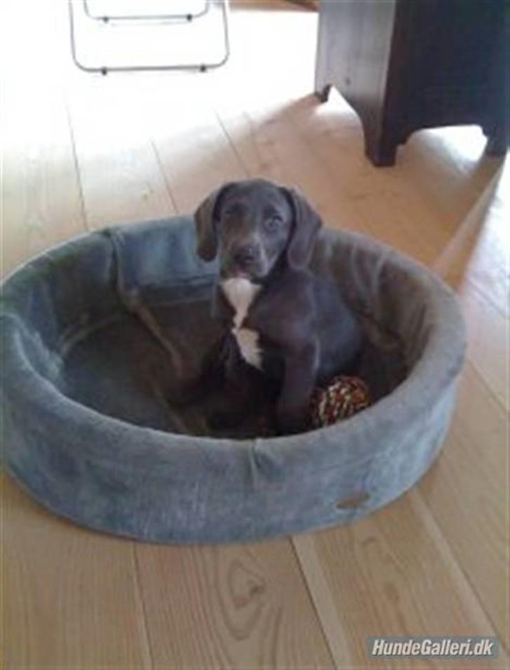 Blanding af racer Lukka billede 7