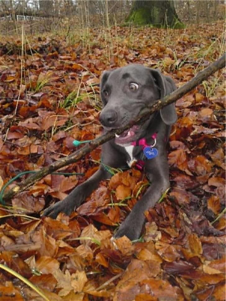 Blanding af racer Lukka billede 8