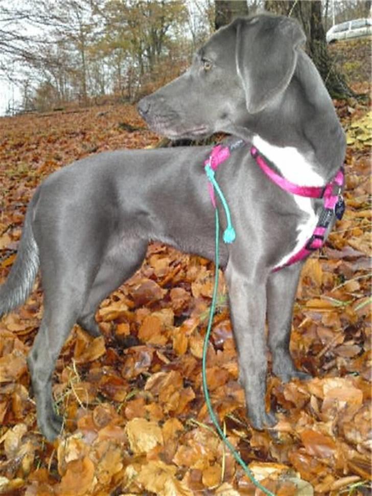 Blanding af racer Lukka billede 9